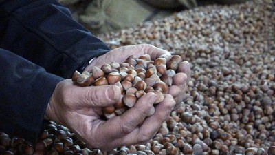 INC rekolte açıkladı: Fındık fiyatları dibe vurdu!
