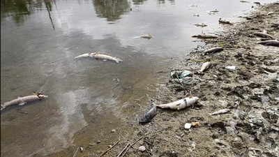 Kızılırmak’ta şok eden av yöntemi! Elektrik akımı ile balık katliamı: 2 kişi suçüstü yakalandı