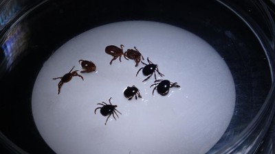 Kene kabusu geri döndü!