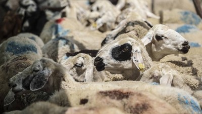 Kurban Bayramı öncesi kurbanlık fiyatlarında artış!