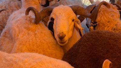 Kurban pazarlığı başladı! Besiciler hem küçükbaş hem büyükbaş için fiyat verdi