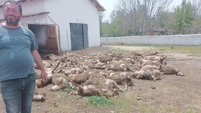 Haymana'da kurt vahşeti! 92 kuzu telef oldu