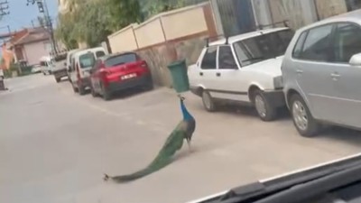Bursa'da sokakta gezen tavus kuşu sürücüleri şaşırttı! O anlar kaydedildi...