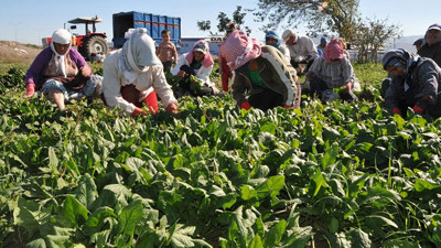 Meyve ve sebzelerde pestisit alarmı: Çilek, ıspanak ve elma zirvede