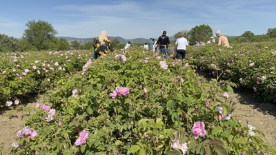 Gülün başkentinde hasat vakti! Isparta'da güller toplanmaya başlandı
