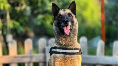 Birçok hayatı kurtarmıştı... Kahraman köpek 'Bob' öldü