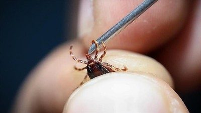 Sivas’ta KKKA alarmı! Kene ısıran 2 kişi yaşamını yitirdi, 6 kişinin tedavisi sürüyor