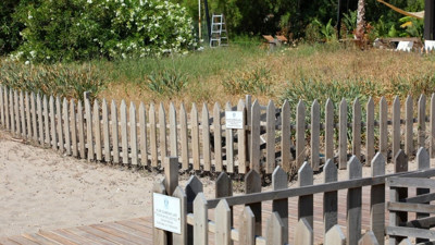 Koparmaya kalkmayın! Kum zambaklarına dokunmanın cezası servet değerinde