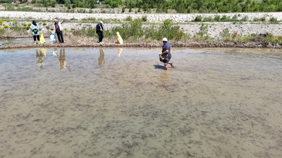 Beyaz altın ekiminde sona gelindi