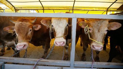 Bayram öncesi dikkat çeken tablo: 4 kurbanlıktan 1'i markette satılıyor