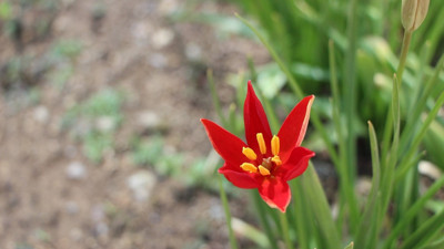 Yılda sadece 2 hafta açıyor: Yitik Türk lalesi anayurdunda çiçeklendi