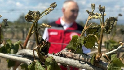 Zirai don destek ödemelerinde detaylar belli oldu