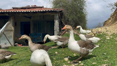 Bir zamanlar kick boksçuydu, şimdi kaz tüyünden yorgan ihraç ediyor