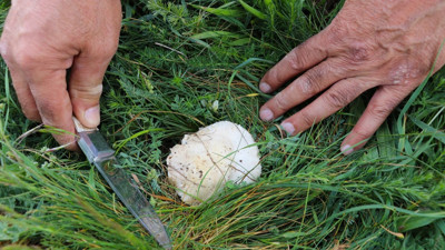 Doğadan bedava protein! Tek tek toplayıp sofralara taşıyorlar