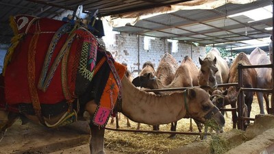 Kurbanlık deve pazarında yoğunluk: Fiyatı 3 bin 600 dolara kadar çıkıyor