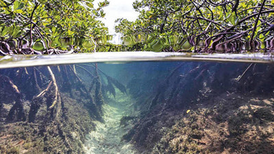 Ekonomi sistemlerimiz doğanın değerine karşı kör