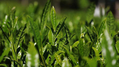 Çayda büyük kriz patladı! Hasat durmazsa...