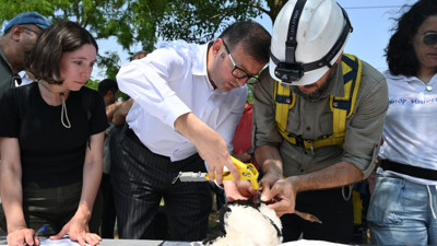 Leylekler ve Şah Kartal için koruma seferberliği