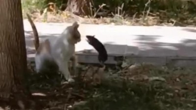 Çılgın fare, kediye saldırdı