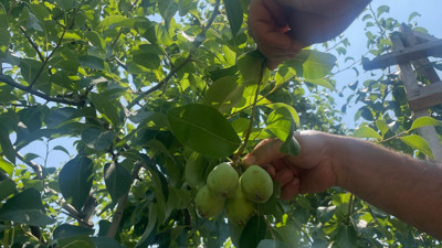 Zirai don ve kuraklık etkili oldu... Fiyatı yüzde 100 arttı: Armut dalda kilosu 40 lira!