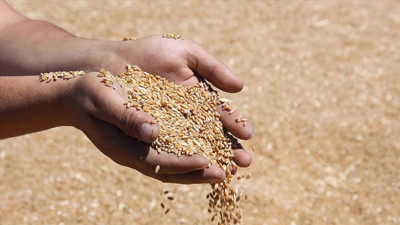 TMO duyurdu: Üreticilerden 1 milyon tondan fazla hububat alındı