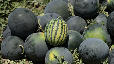 Karpuz fiyatları çakıldı: Tarlada kilosu 2,5 TL