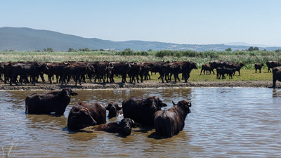 Afrika’yı aratmayan manzara: Bursa’da mandaların 'su göçü' fotoğraflandı