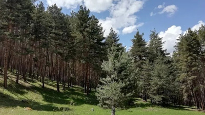 Ardahan'da ormanlara giriş yasaklandı