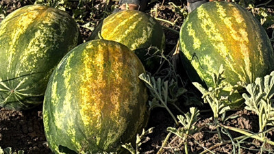 Tarımda planlama eksikliği fiyatları vurdu: Karpuz tarlada 2, markette 8,5 TL