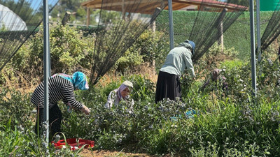 İstanbul’da yaban mersini verimi ortalamanın üzerine çıktı!