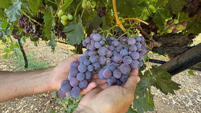 Antalya'da üzüm hasadı başlıyor: Rekoltede yüzde 25 artış beklentisi