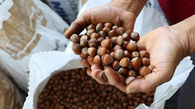 Son dakika: Fındık alım fiyatı belli oldu