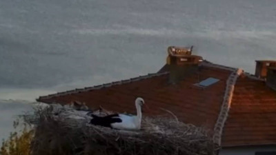 Yaren Leylek depremi önceden hissetti