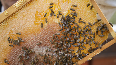 Anzer balına rakip! Kilosu 2 bin liraya kadar çıkıyor