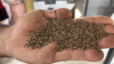 Türkiye’nin ihtiyacının yüzde 75’i buradan karşılanıyor, kilosu 100 liradan gidiyor!