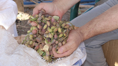 Siirt'te fıstık alarmı: 1 milyon ağaç kuruma riski altında: Rekoltede yüzde 80 kayıp