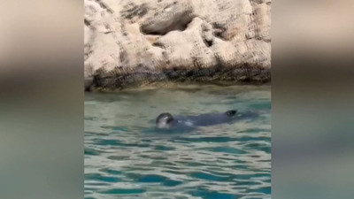 Antalya'da kayalıklara sıkışan balina yavrusu kurtarıldı