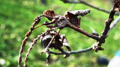 Orman katili gal arısına karşı biyolojik savaş başlatıldı