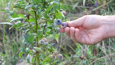 Dağın zirvesinde bereket: 1500 rakımda yaban mersini yetiştiriyor