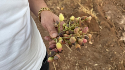 Rekolte düştü, çiftçi perişan! Siirt fıstığında üretim yüzde 80'lik düşüşle dibe çakıldı