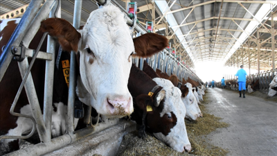 Büyükbaş hayvanların ağırlığını temassız ölçecek sistem tescillendi