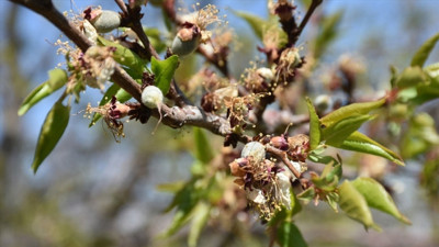 Malatya’da zirai donun yarası destek ödemeleriyle sarılacak