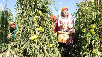 Yayla domatesi üreticisinin yüzünü güldürdü