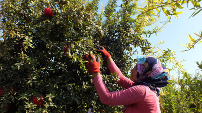 Nar üreticilerinden düşük fiyat tepkisi