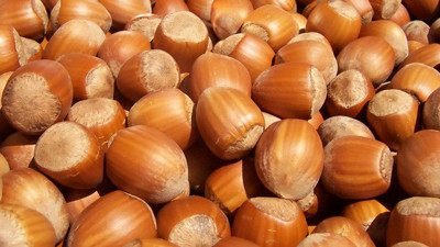 40 bin ton fındık işlem gördü