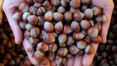 Fındık üreticide 11 lira, markette 55 lira