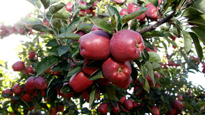 Lezzetini rakımından alan elma!