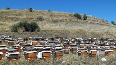 Samsun'da bal üretimi yüzde 40 düştü