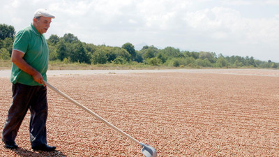 Fındık fiyatları haftaya yükselişiyle başladı