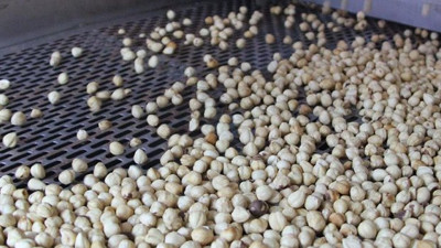 'Türk fındığına uluslararası saldırı var'